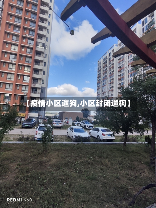 【疫情小区遛狗,小区封闭遛狗】-第2张图片