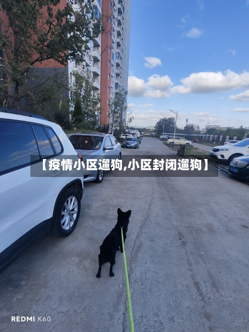 【疫情小区遛狗,小区封闭遛狗】-第3张图片